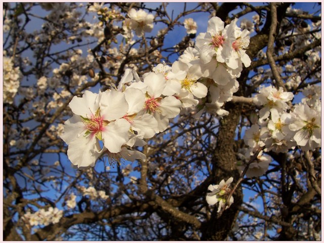 I passeri nei mandorli in fiore